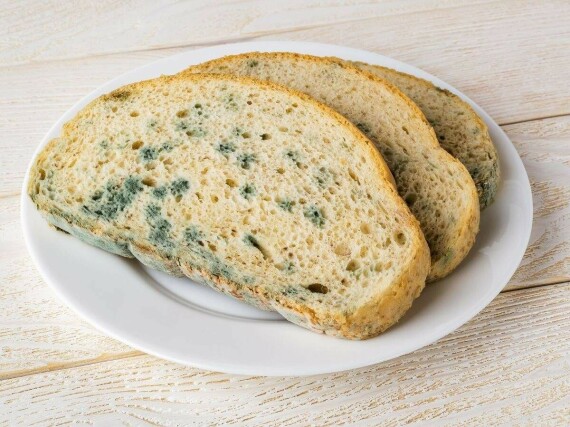 Mốc phát triển trên bánh mỳ, nhất là bánh mỳ không có chất bảo quản