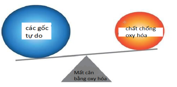 Cơ chế mất cân bằng oxy hóa: các gố c tự do lớn hơn lượng chất chống oxy hóa trong cơ thể (nguồn: en.engormix.com)