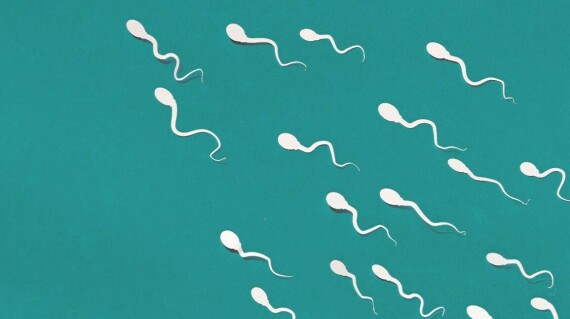 Ăn quá nhiều hạt đu đủ có thể làm giảm số lượng tinh trùng ở nam giới. Nguồn ảnh: healthline.com