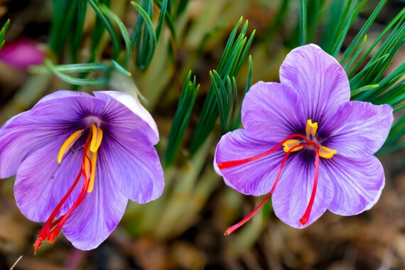 Nhụy hoa nghệ tây là một loại gia vị, lấy từ nhụy của hoa nghệ tây (Crocus sativus) - là họ hàng của hoa huệ. (nguồn: britannica.com)