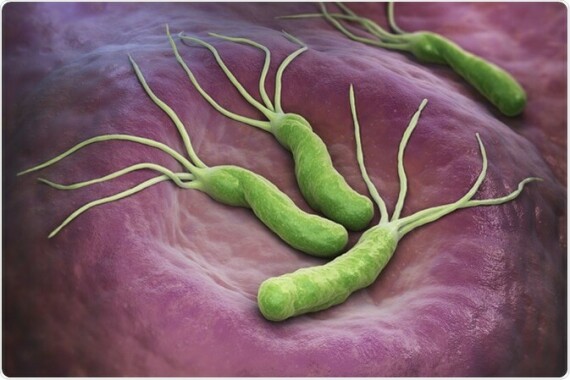 Vi khuẩn Helicobacter pylori được cho là nguyên nhân phổ biến nhất gây bệnh viêm dạ dày. Nguồn ảnh: Newsmedical.net 