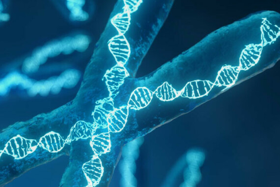 Chức năng của nhiễm sắc thể là lưu trữ thông tin di truyền