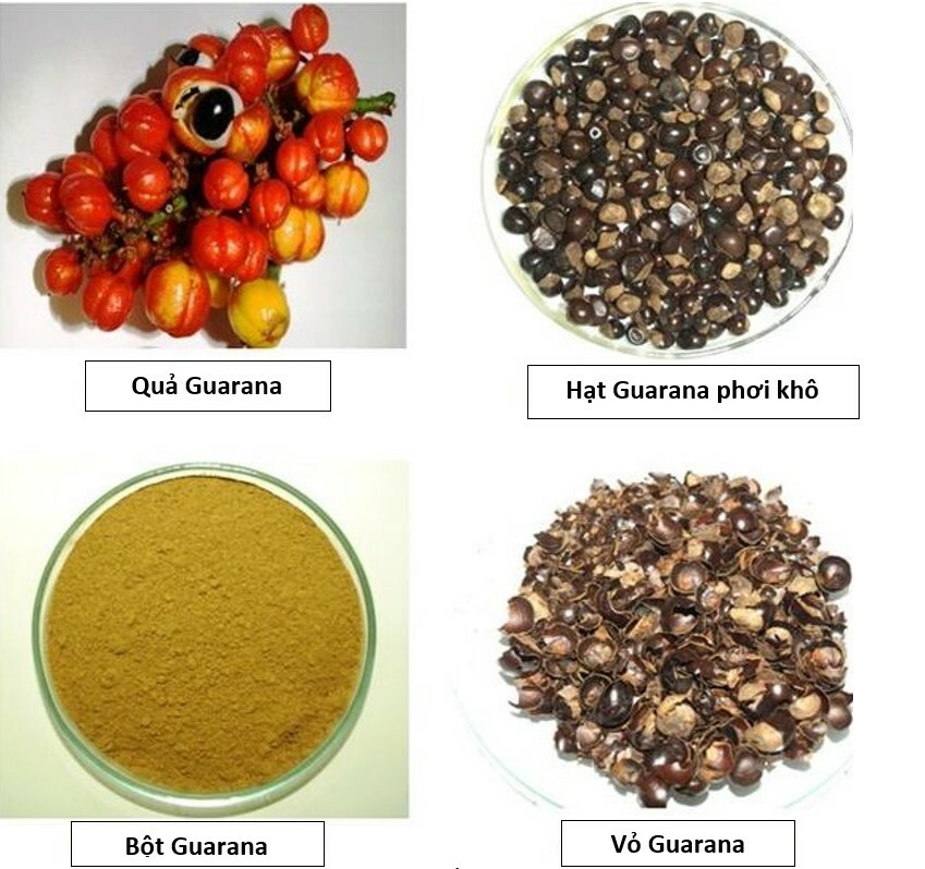 Hình: Guarana. Nguồn: Research Gate