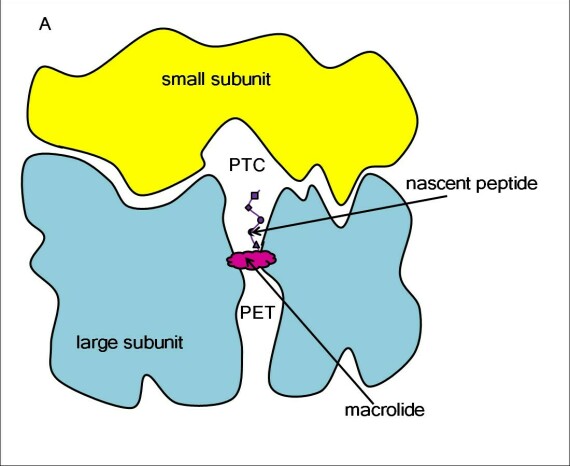 Kháng sinh Macrolid ngăn chặn tổng hợp protein trong ribosom. Nguồn ảnh: simbac.gatech.edu