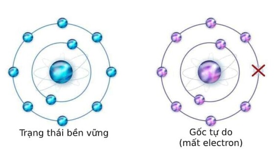 Gốc tự do là những nguyên tử không ổn định nên chúng sẽ lấy electron từ các nguyên tử khác. Điều này có thể dẫn đến một số bệnh hoặc lão hóa. Nguồn: meditourjapan.com