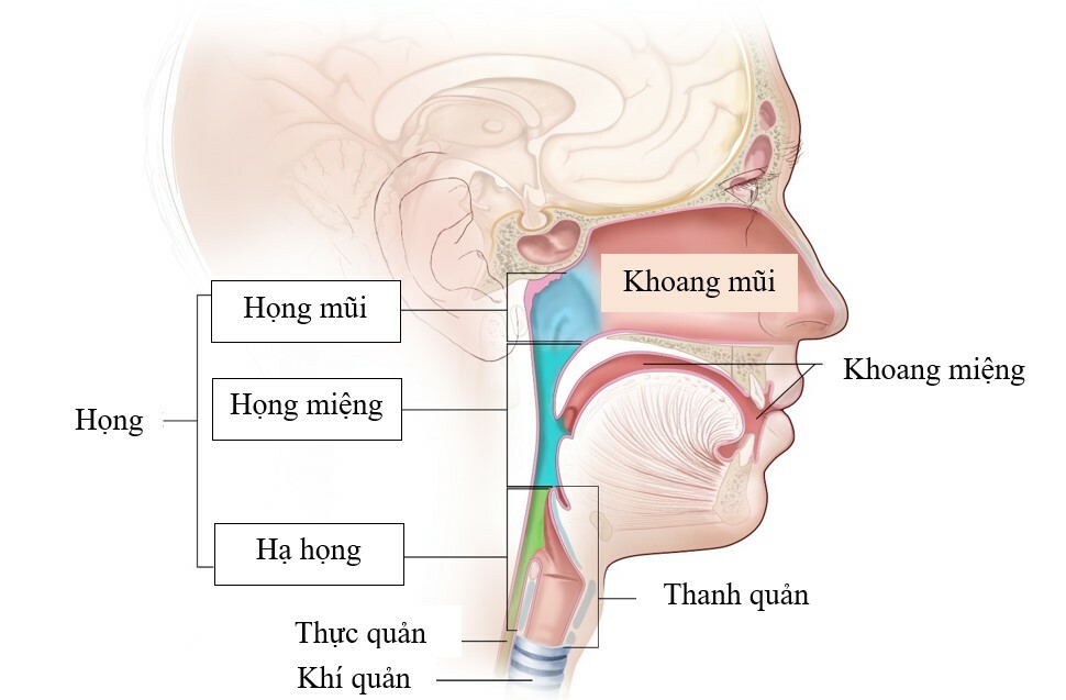 Giải phẫu họng. Nguồn ảnh: mhealth.org