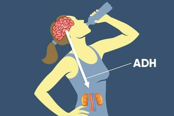 Tăng áp lực thẩm thấu máu kích thích cơ thể sản xuất hormon ADH, gây uống nhiều nước. Nguồn ảnh: Healthline