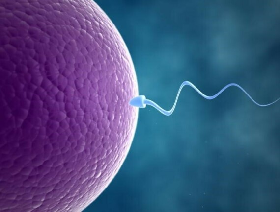 Hình 1. Tinh trùng bơi đến trứng để xảy ra sự thụ tinh (Nguồn: medicalnewstoday.com)