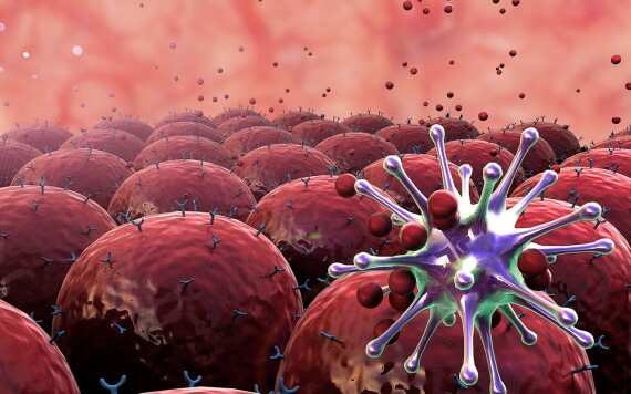Tuyến ức là nơi huấn luyện các tế bào lympho T. Nguồn ảnh: blog.medcells.ae