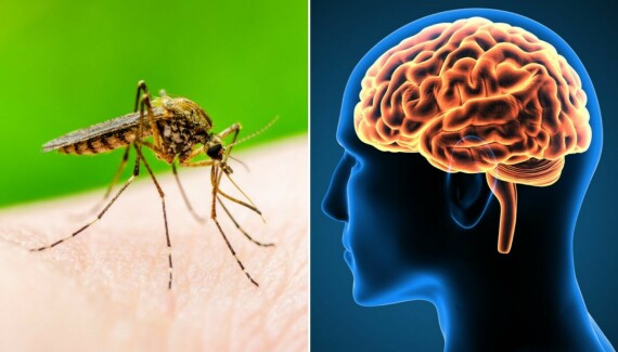 Muỗi Culex là vật chủ trung gian lây truyền bệnh viêm não Nhật Bản. Nguồn ảnh: edukemy.com