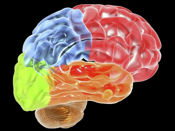 Bề mặt đại não gồm nhiều khe rãnh, chia thành các hồi các thùy với những chức năng khác nhau (nguồn ảnh: https://fineartamerica.com/) 