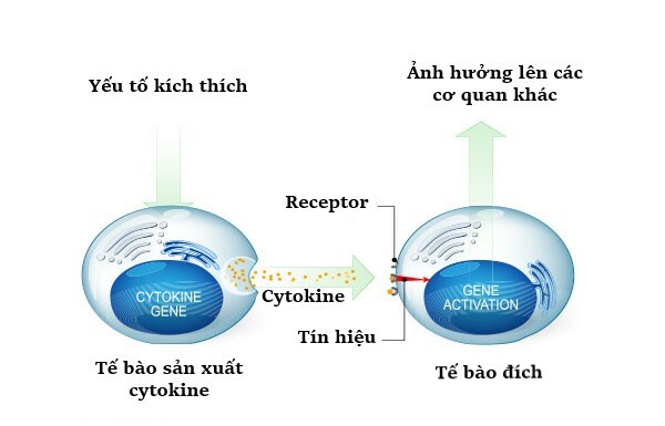 Cytokine được sản xuất và gắn vào tế bào đích để truyền thông tin giữa các tế bào, (nguồn ảnh: h-h-c.com)
