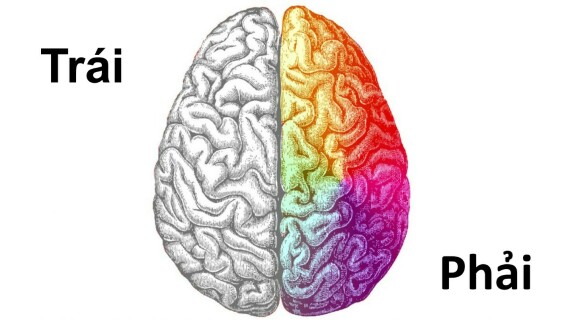 Bán cầu não ưu thế của bạn thuộc bên nào? (nguồn ảnh: https://epilepsyu.com/)