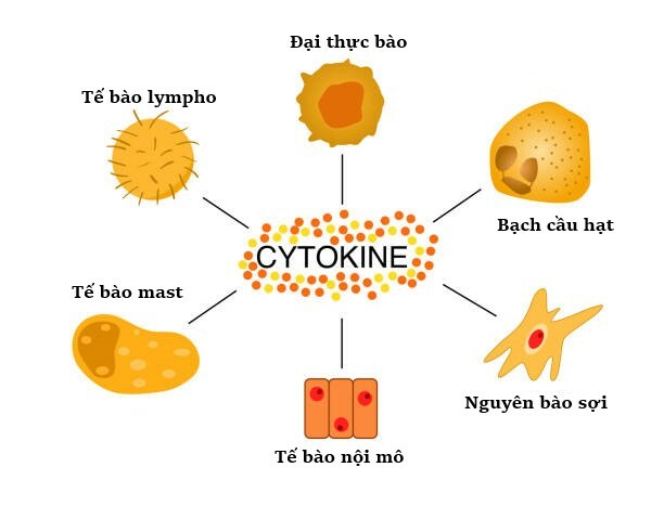 Cytokine được phân loại dựa trên loại tế bào sản xuất ra nó, nguồn ảnh istockphoto.com