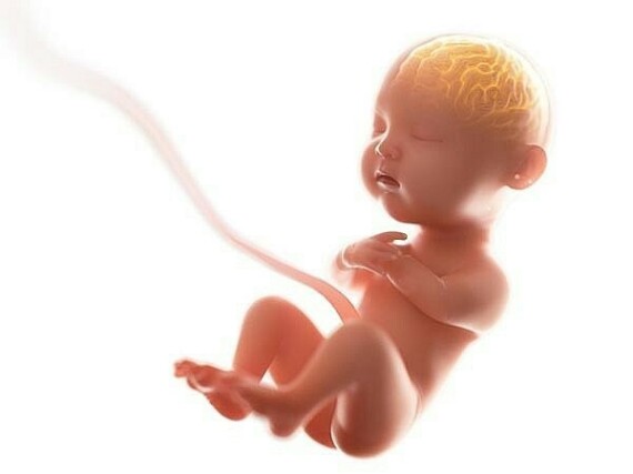 Dây rốn giúp trao đổi máu, oxy, chất dinh dưỡng giữa mẹ và thai nhi. Nguồn ảnh: https://www.pinterest.com
