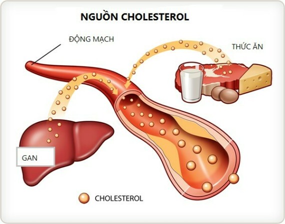 Inositol được sử dụng để điều trị mức Cholesterol cao.