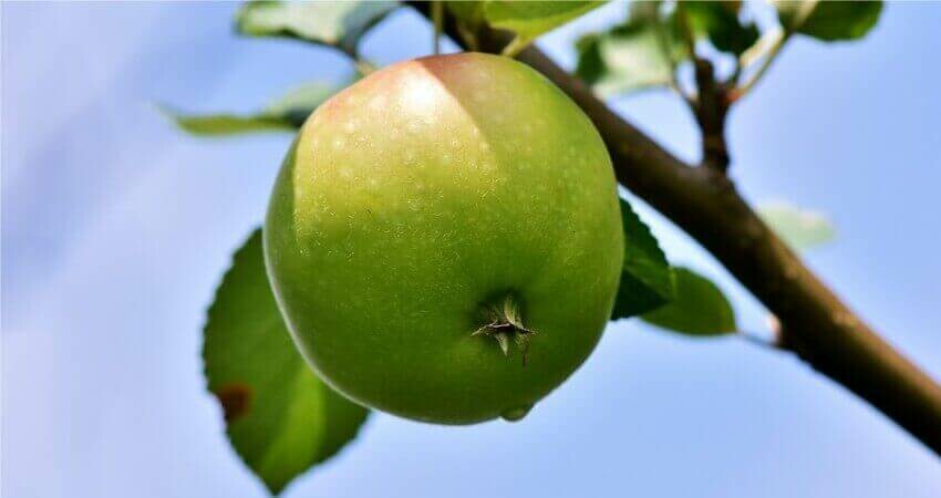 Táo Xanh có tác dụng gì? Lợi ích khi ăn táo xanh thường xuyên